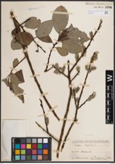 Foto von Salix caprea L.